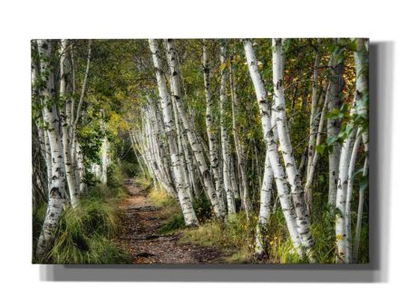 A Walk Through the Birch Trees  by Danny Head, Canvas Wall Art Hot on Sale